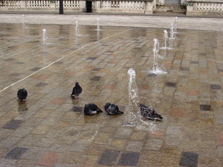 [pigeons]