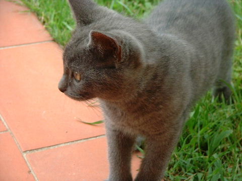 [cat]