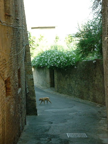 [san gimignano]