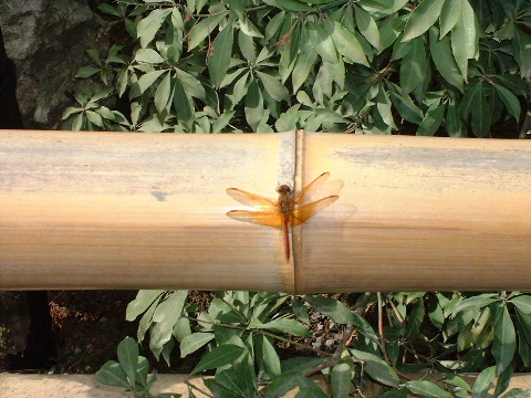 [dragonfly]