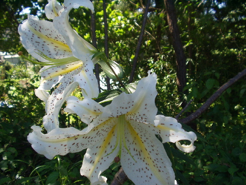 [lily]