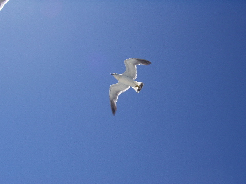 [seagull]
