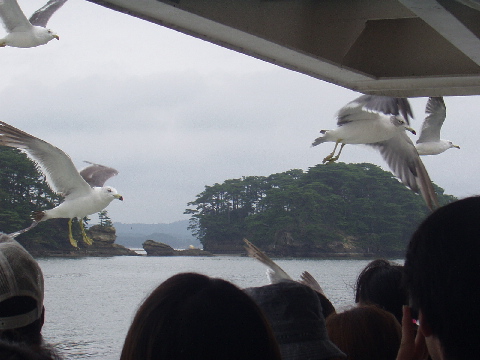 [seagull 2]