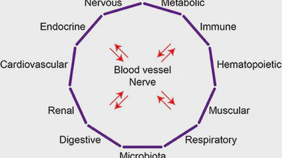 Multimorbidity時代の臓器システム連関 featured image