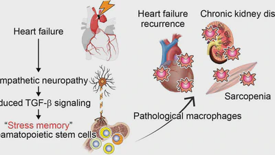 Stress memory in heamatopoietic stem mcells featured image