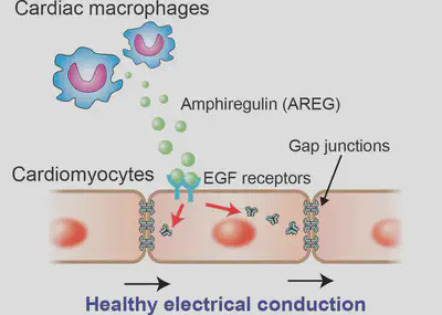__Macrophages facilitate normal electrical conduction__