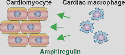 Amphiregulin is a macrophage-derived cardioprotective factor.