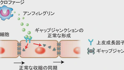 マクロファージによる心臓の電気刺激伝導制御 featured image