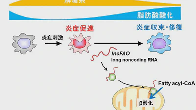 免疫代謝を制御するlong noncoding RNA: lncFAO featured image