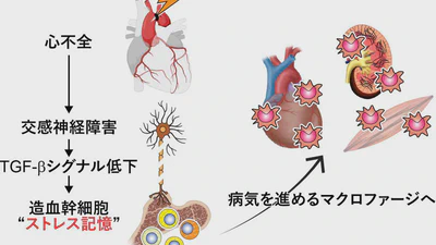 造血幹細胞のストレス記憶 featured image