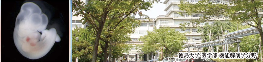 徳島大学大学院 ヘルスバイオサイエンス研究部 発生発達医学講座 機能解剖学分野