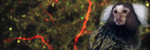 2光子イメージングとマーモセット