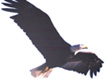 Flying SOAR Eagle