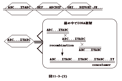 図11-3-(2)