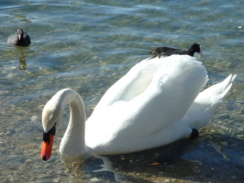 [swan]