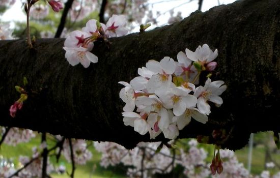 太い枝から直に咲いている