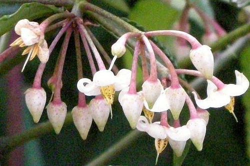 ardisia crenata.jpg