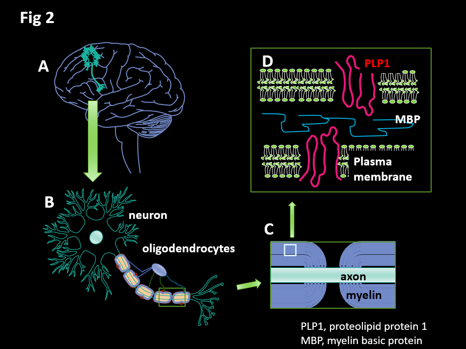 Figure 2. Relationship between the neurons that make up the brain, myelin, and proteolipid protein