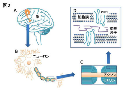 図2，脳を構成するニューロンとミエリン、プロテオリピドプロテインの関係