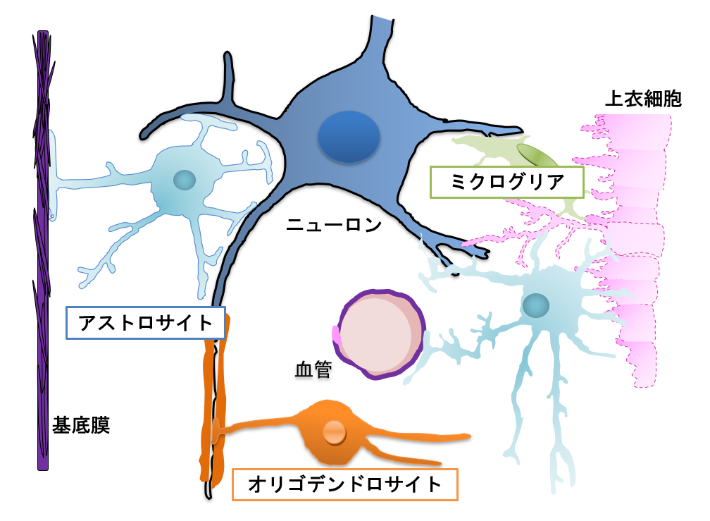 図1;　中枢神経を構成する細胞