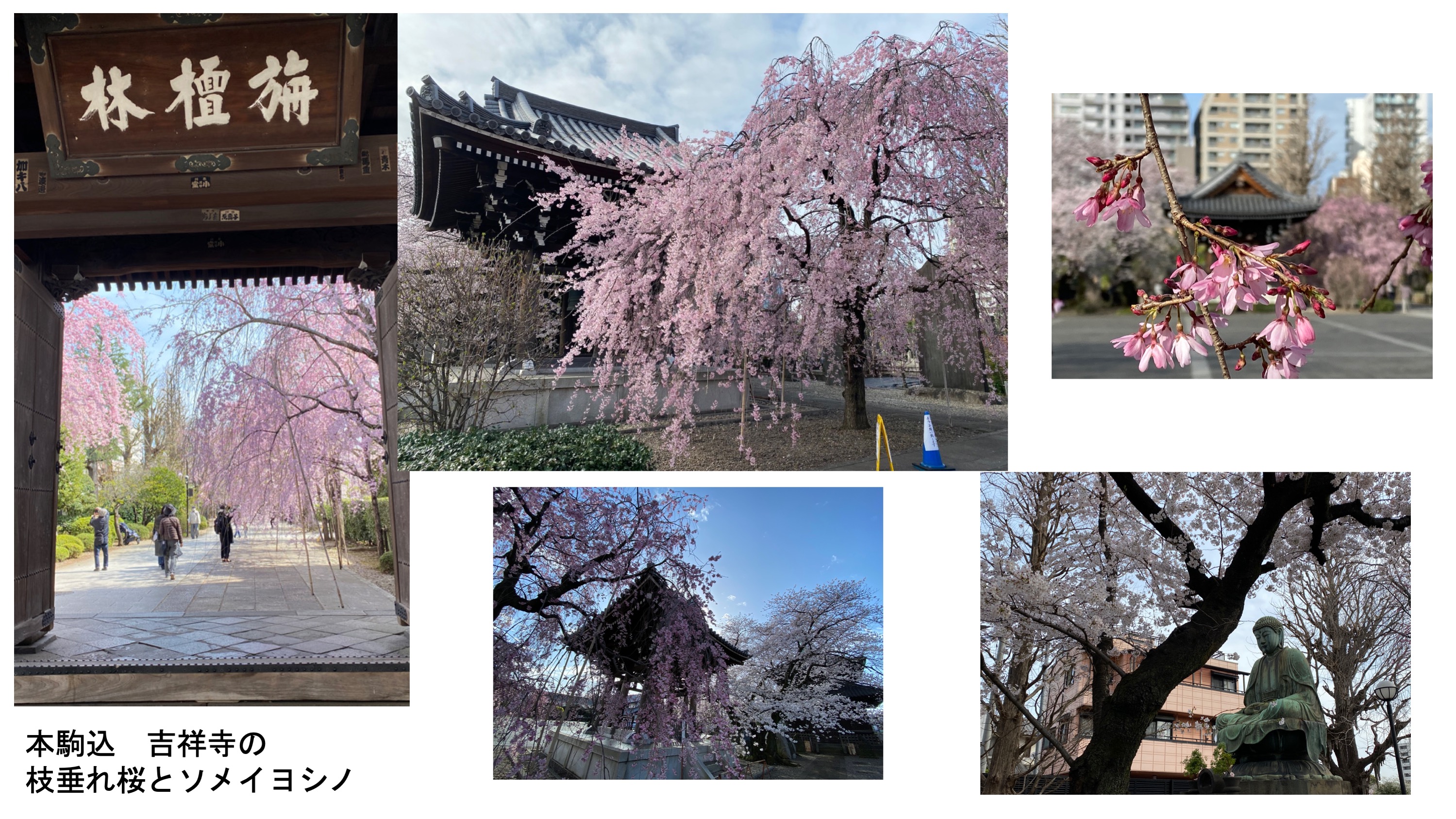 吉祥寺の桜2022