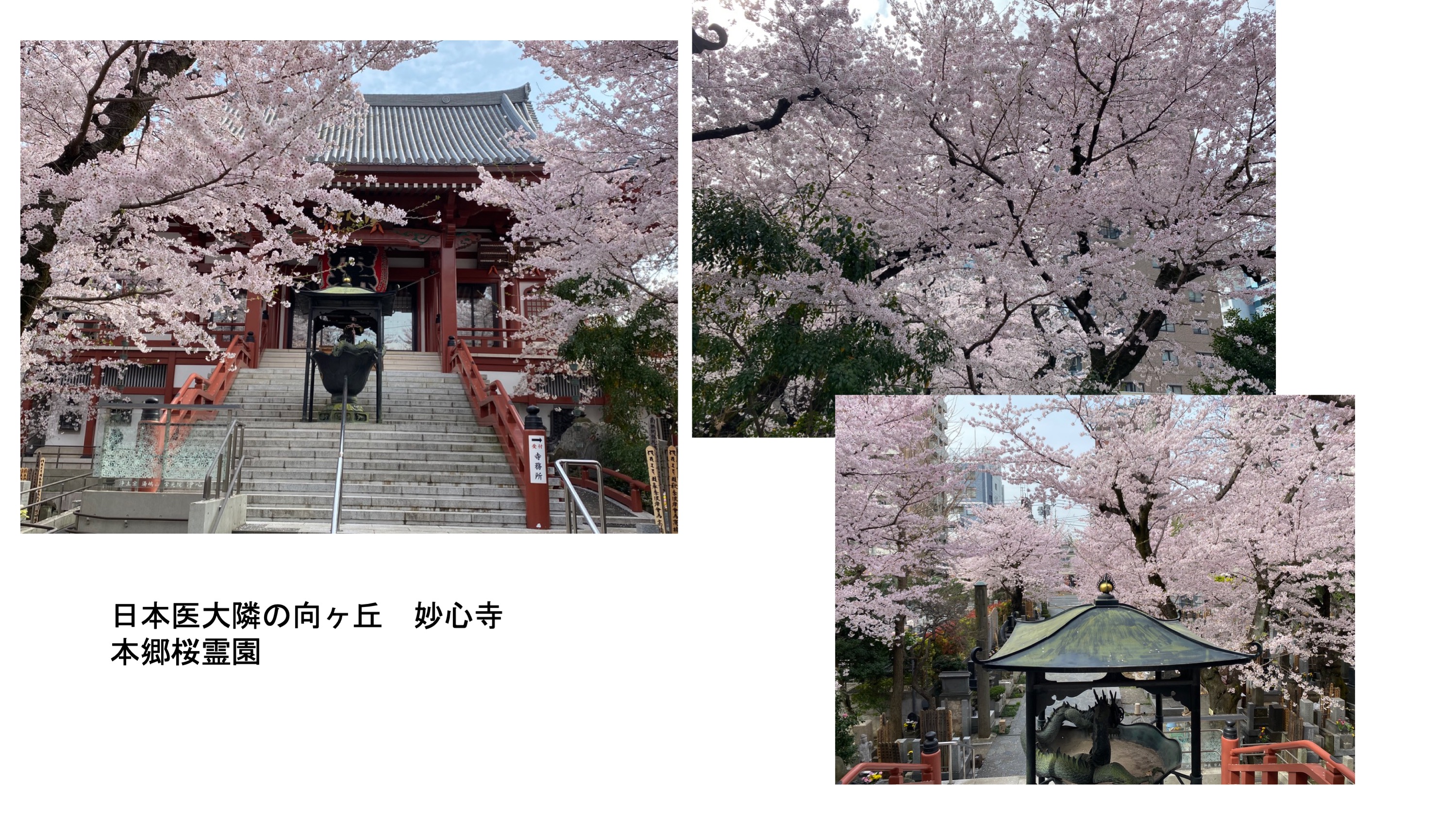 妙心寺の桜