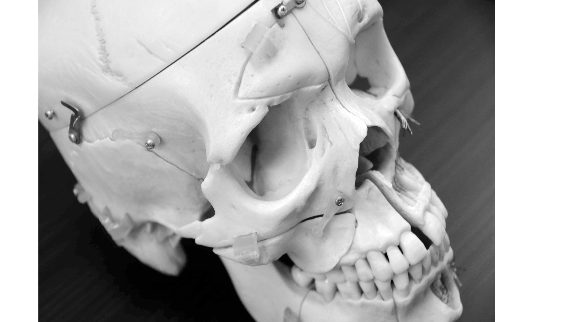 頭蓋骨モデル