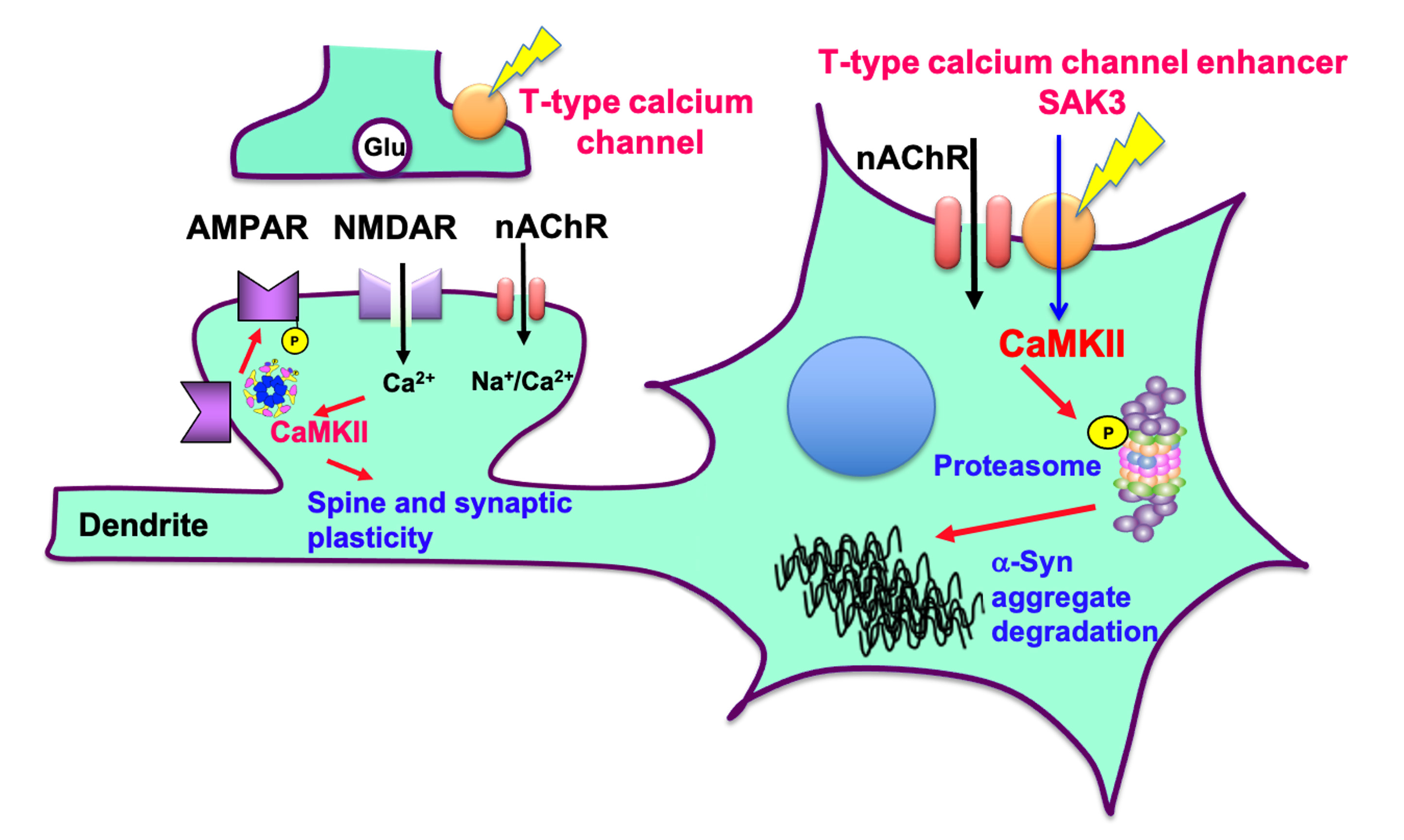 FABP3 ligand