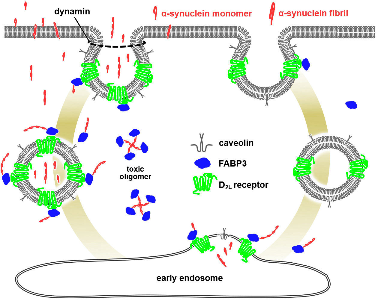 FABP3 ligand