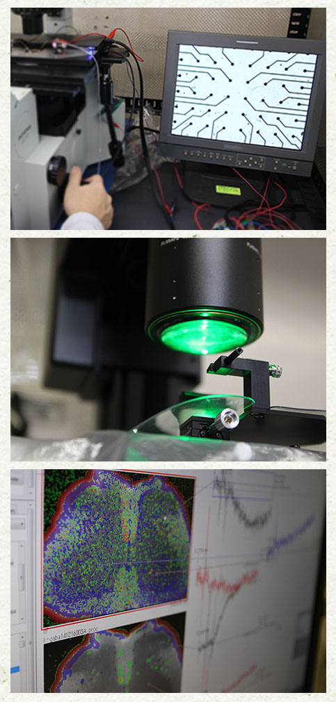 獨協医科大学生理学講座 Department Of Physiology Dokkyo Medical University School Of Medicine