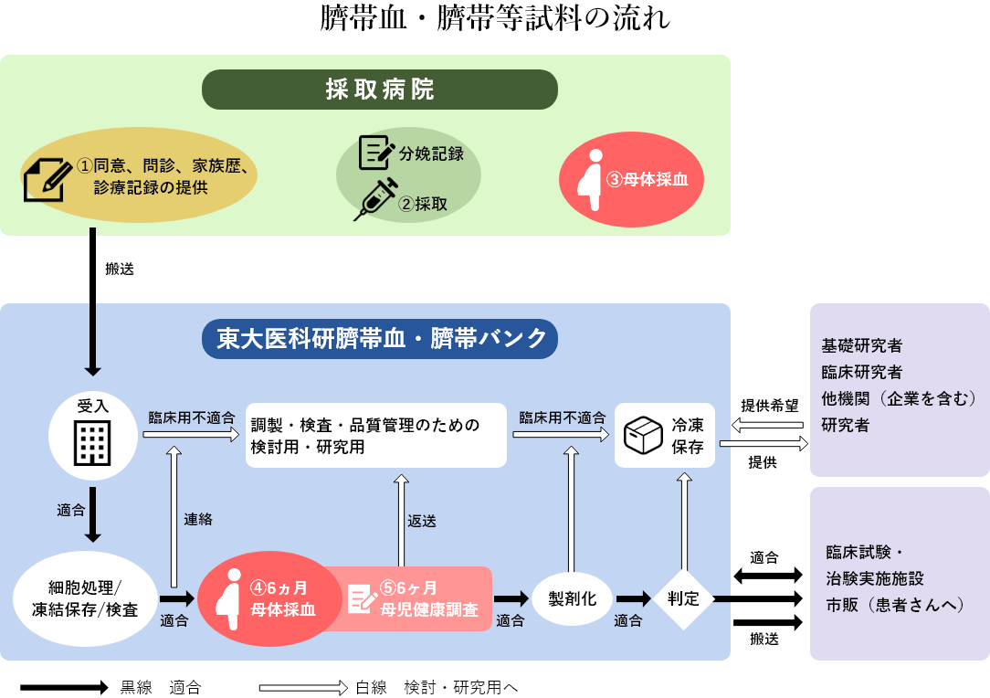 臍帯血・臍帯等試料の流れ