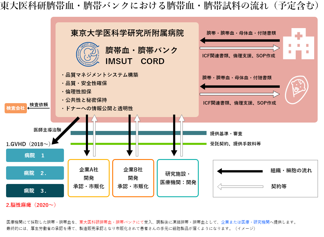 東京医科研臍帯血・臍帯バンクにおける臍帯血・臍帯試料の流れ（予定含む）