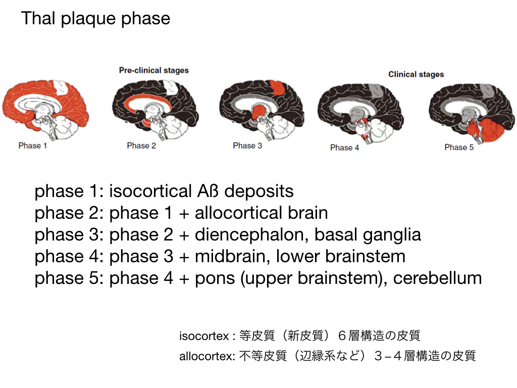 Thal plaque phase