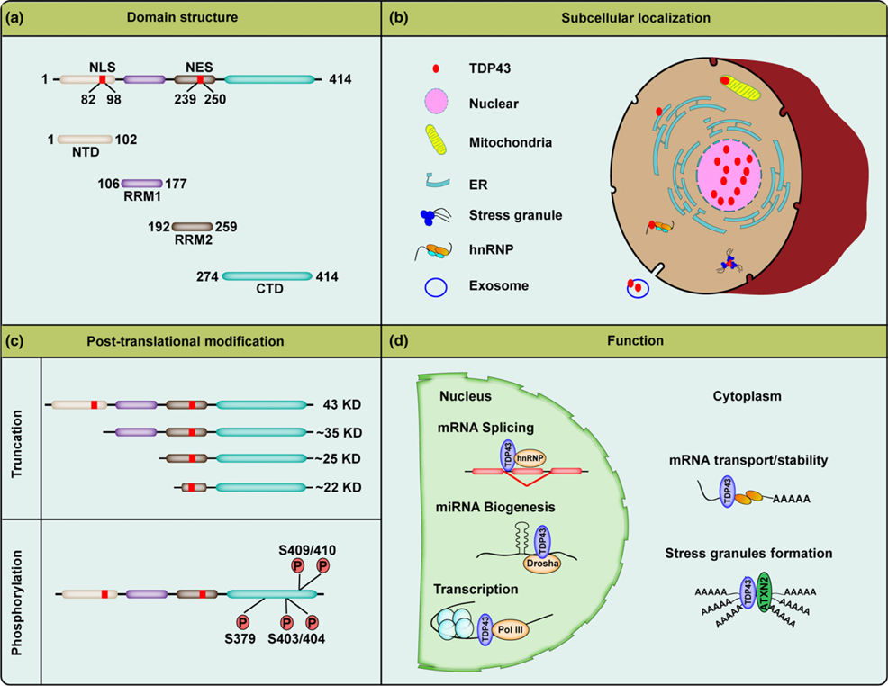 TDP-43 proteinopathy