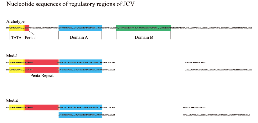 regulatory regions of JCV