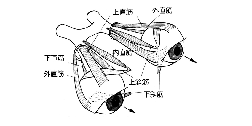 13眼球運動