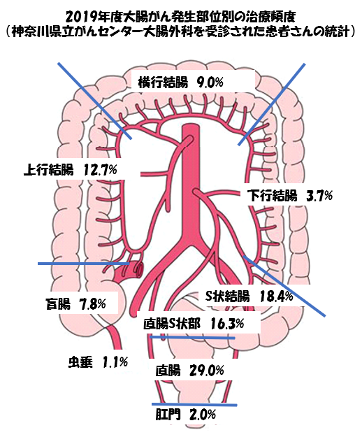 2019年度大腸がん発生部位別頻度