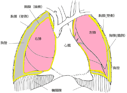 胸膜中皮腫の症状は何ですか?