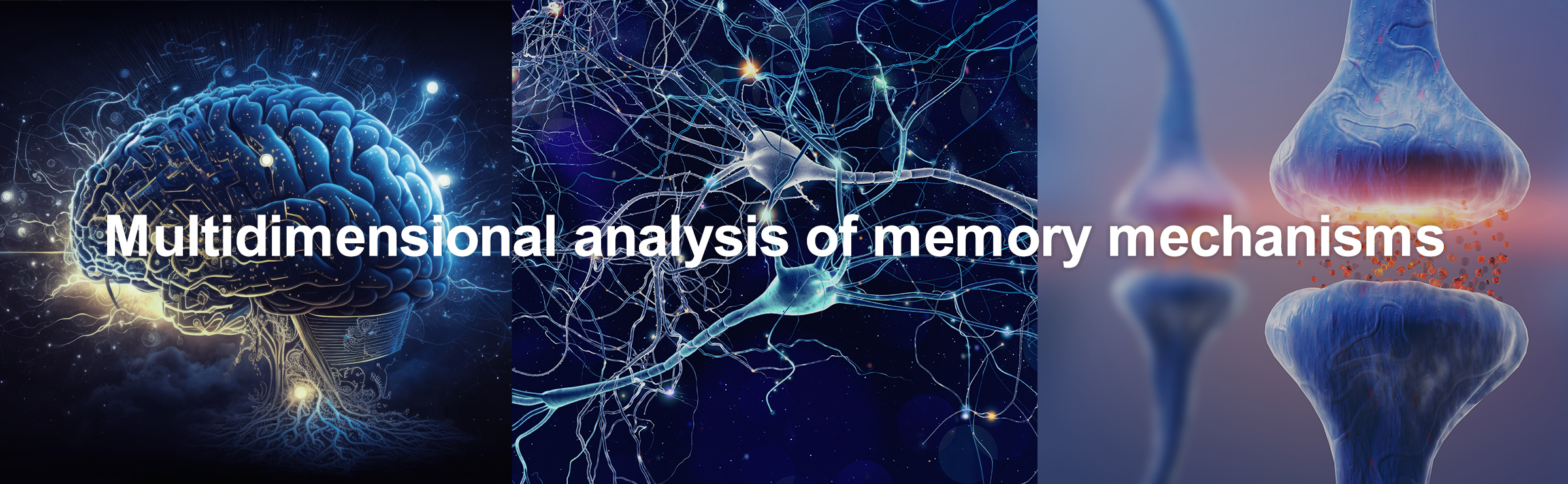 Multidimensional analysis of memory mechanisms