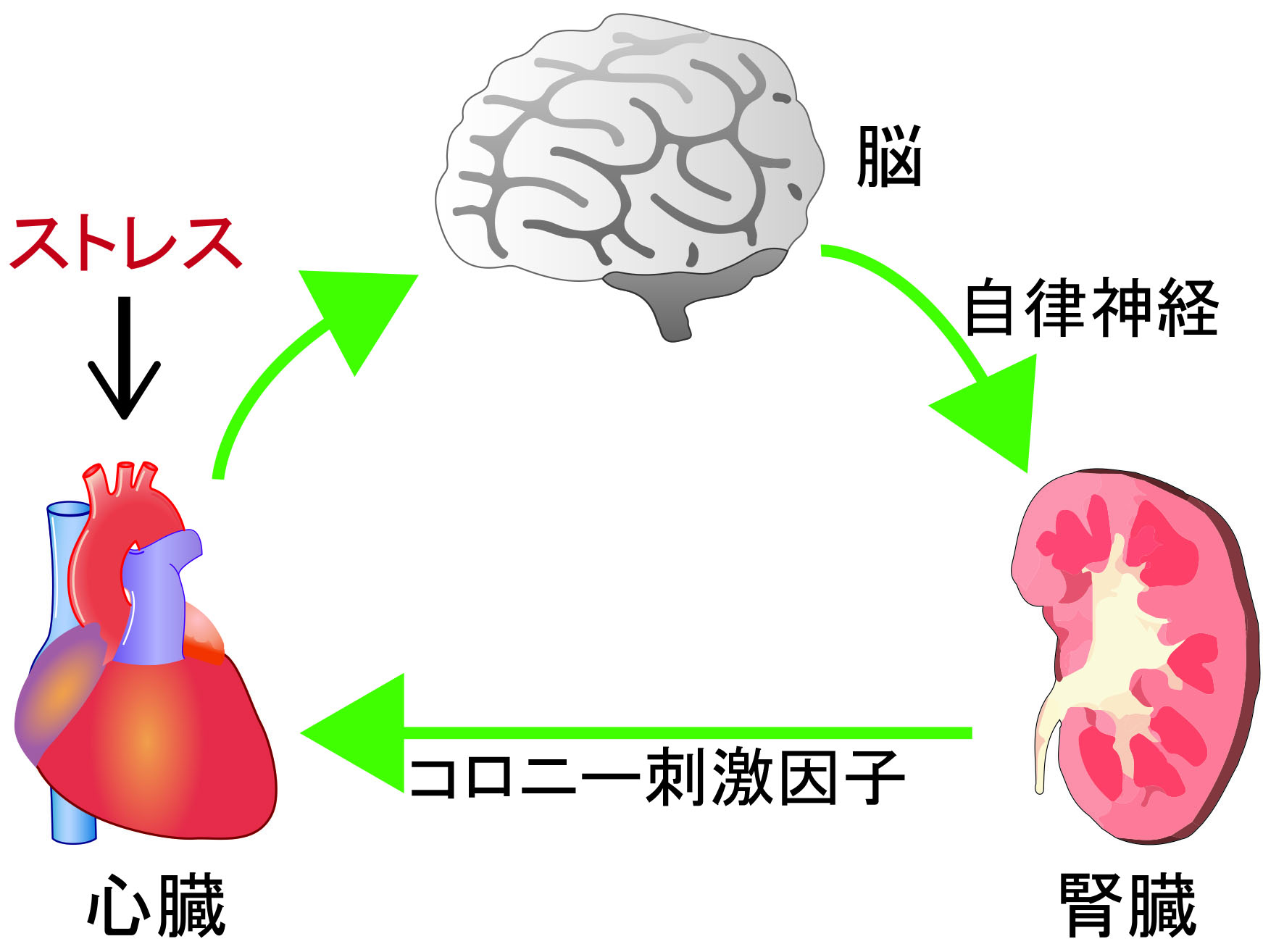 __心臓−脳−腎臓が連携して心臓ストレスを適切に処理する__