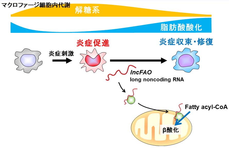 __lncFAOによるマクロファージ細胞免疫代謝の制御__