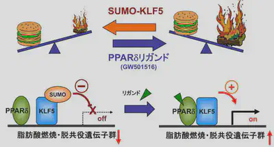 __KLF5は骨格筋脂肪燃焼の分子スイッチである__