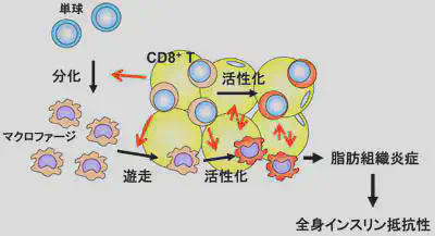 __CD8 T細胞による炎症誘導__