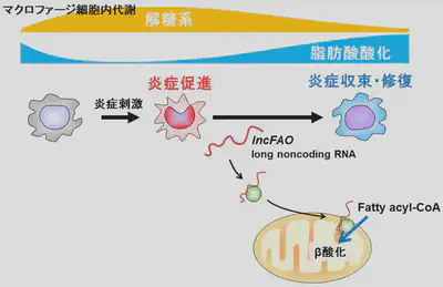lncFAOによるマクロファージ細胞免疫代謝の制御