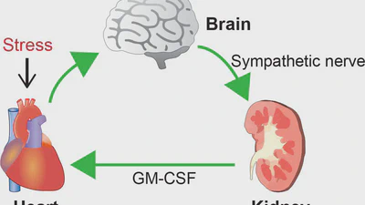 心腎連関の新しいメカニズム featured image