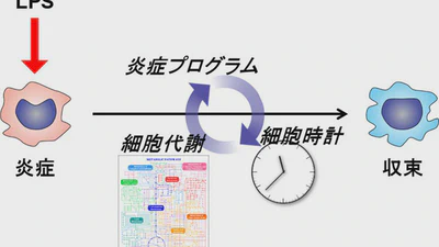 時計遺伝子Bmal1によるマクロファージ制御 featured image