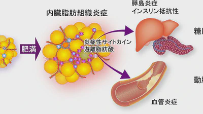 これまでの研究成果（慢性炎症） featured image
