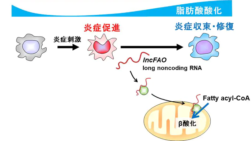 免疫代謝を制御するlong noncoding RNA: lncFAO