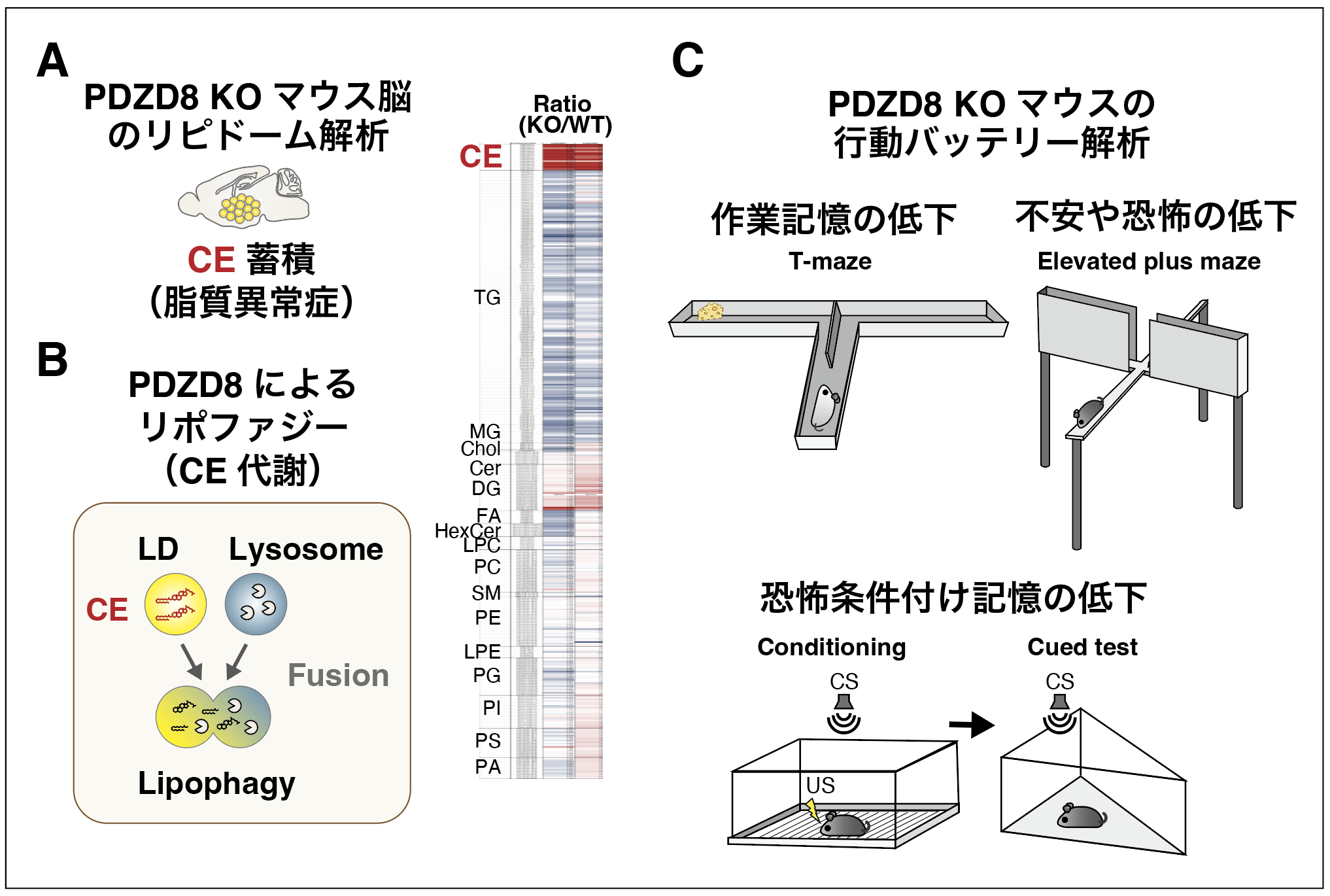 先端モデル動物支援プラットフォーム｜PDZD8欠損マウスは脳の脂質異常 