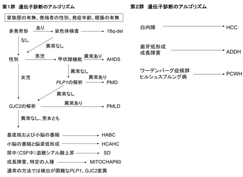 図２　先天性大脳白質形成不全症の遺伝子診断アルゴリズム